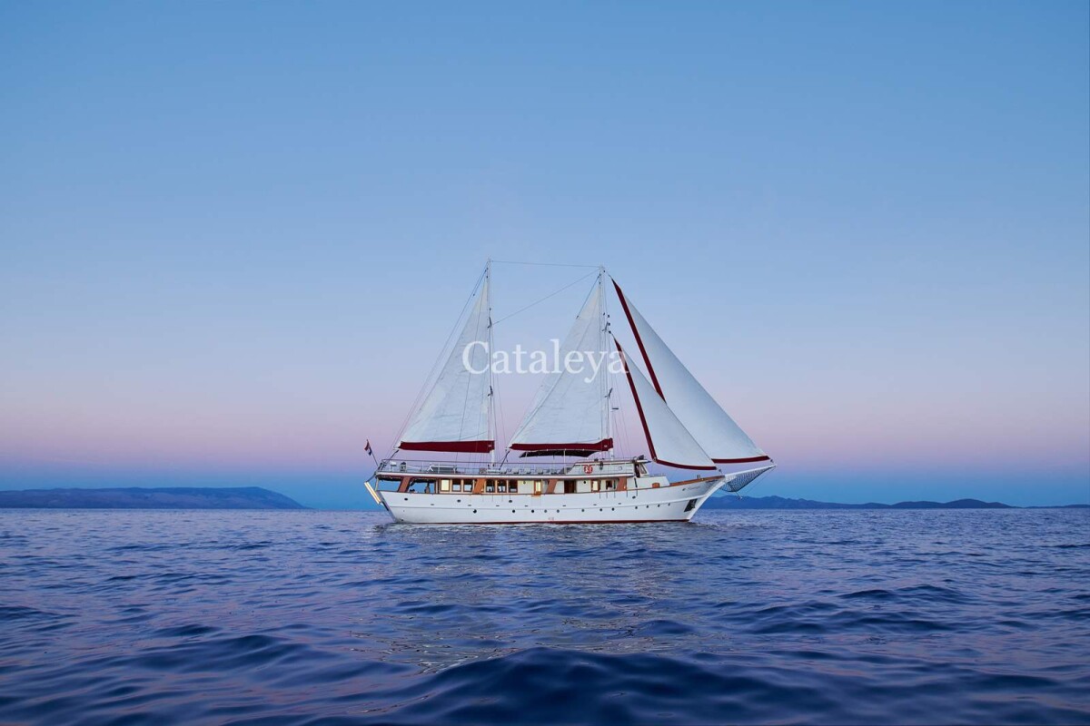 Cataleya Cataleya