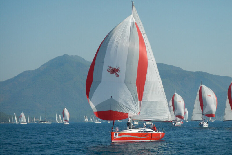 Salona 41 Wild Bee